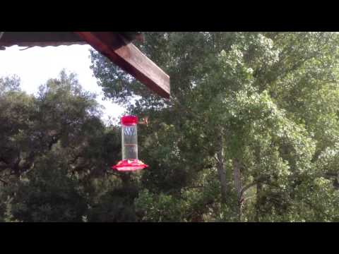 Hummingbirds at Feeder
