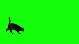 BLACK CAT WALK 👣 JUMP GREEN SCREEN