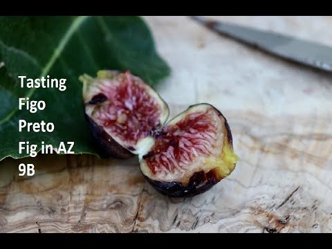 Tasting Figo Preto - AZ 9B