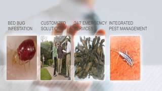 Exterminator Annapolis, 443-569-6937, Annapolis Exterminator Annapolis MD 21401