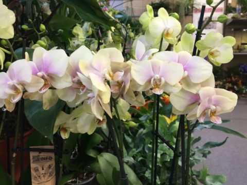 ORCHIDAY'S 2017 TRUFFAUT BARENTIN