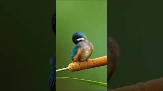 Download lagu Burung Shrike Ekor Panjang Indah dengan Suara Alam | AMG Birds #burung #kicauburung #suaraalam mp3