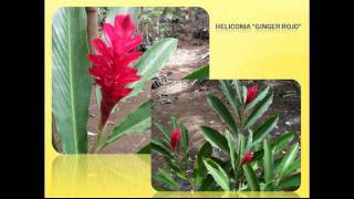 preview picture of video 'Viveros La Pitahaya flores.mp4'