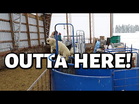Out with the old... in with the new. | A WEANING DAY BARN SWITCH! | Vlog 672