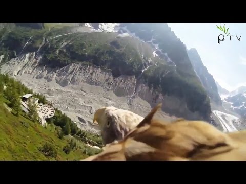 Specific Slice & Alexey Shirmalov - Wings Of Destiny (Promo Video)