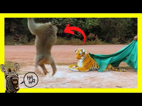 😲 PEGADINHA TIGRE FALSO ASSUSTA MACACOS E CACHORROS | TENTE NÃO RIR 😄