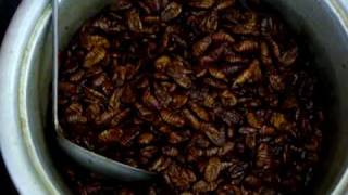 preview picture of video 'KOREA Food- 번데기 Beondegi: steamed silkworm chrysalis'