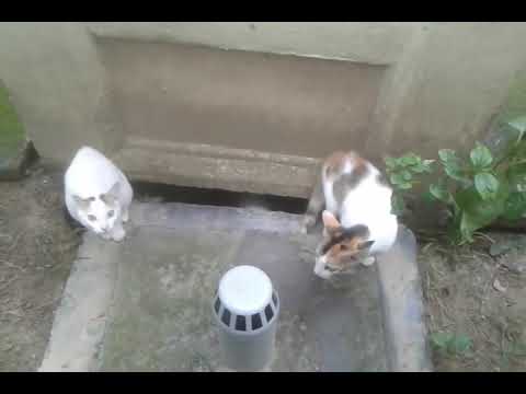 Just look at the two monsters...!!!