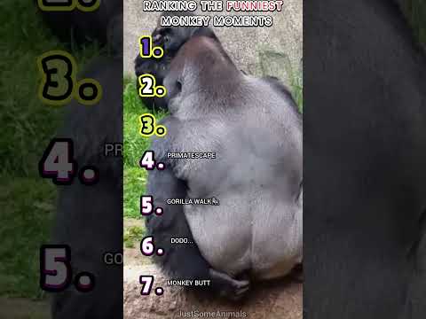 🐒RANKING THE FUNNIEST MONKEY MOMENTS🐒