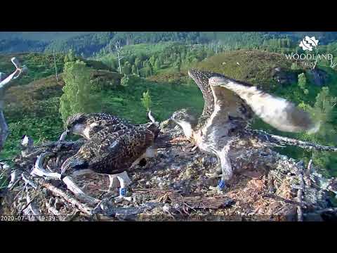 Osprey chicks flap their wings - learning to fly - Loch Arkaig Osprey Cam (2020)