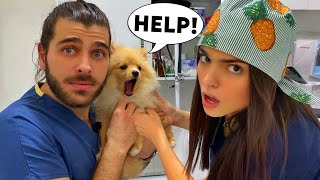 EDA BİÇİM STAJYERİM OLDU! Pomeranian Yavruyla İmtihanı! #TheVet