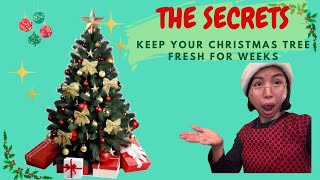 Things Need to do to Keep Your Christmas Tree Fresh All Season Long