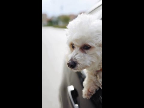 Dog-Friendly Eateries in Inland Empire