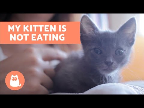 Why is My Kitten Not Eating? - How to Stimulate Appetite