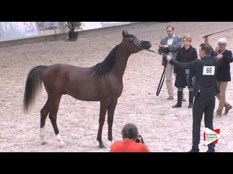 N.66 R'ADJAH DE CARTHEREY - DEAUVILLE 2015 - Yearling Colts (Class 6B)