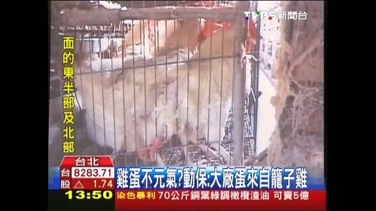 雞蛋不元氣?動保:大廠蛋來自籠子雞