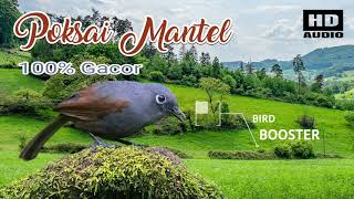 Download lagu Suara Poksai Mantel Gacor | Master dan Pikat Ampuh Poksay Lelet mp3 Download lagu Suara Poksai Mantel Gacor | Master dan Pikat Ampuh Poksay Lelet mp3