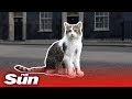 Larry The Downing Street Cat S Best Moments