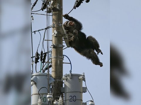 Cha Cha the Chimp Leads Police on Chase After Zoo Escape