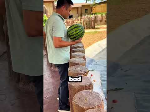 This Hippo Really Wanted That Watermelon 🥹🍉