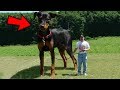 Abnormally Large Animals That Are ACTUALLY REAL