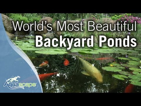 World's Most Beautiful Backyard Ponds