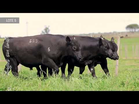LOTE 5 LM 663 CAPITALIST FINAL ANSWER 168 – 754 NAPOLEON DISTINCION 253 TE – 676 DON JOSE ROB 2900