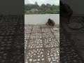 Excellent Roof Marble Tukde Install Install Flooring Marble Install