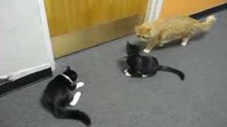 Wordplay 2 - Cats Solving Crosswords