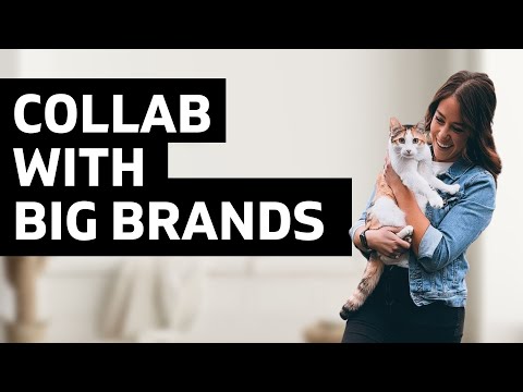 How to Begin Pet Influencing & Collab with BIG BRANDS