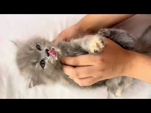 Kitten Deworming Day 🐾💊