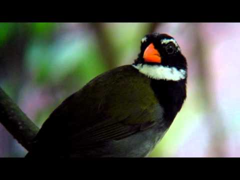 Orange billed Sparrow