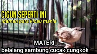 Download lagu ciblek gunung tembakan belalang emas sambung cucak cungkok mp3