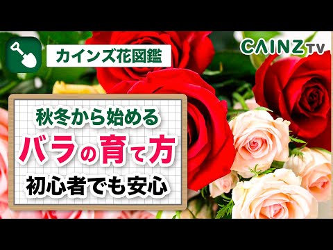 美しいバラの茂みを育てるにはどうすればよいですか？マスターすべき 6 つの基本的なジェスチャー  庭園