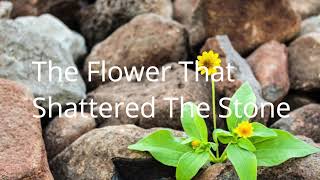 The Flower That Shattered The Stone (English subtitles)
