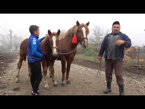 Caii lui Daniel de la Grindeni, Mures - 2020 Nou!!!