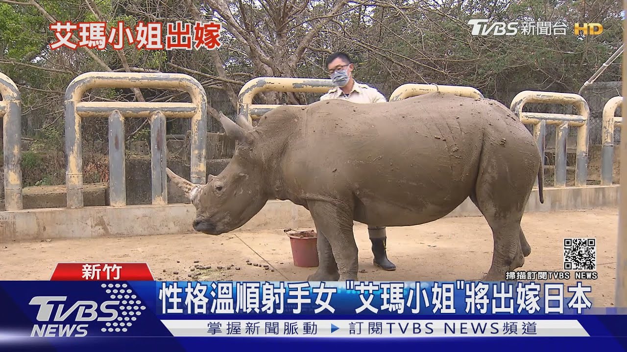 日本遠赴重洋來台提親! 相中的是哪隻犀牛小姐?