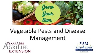 Vegetable Pest and Disease Management 04 20 2024
