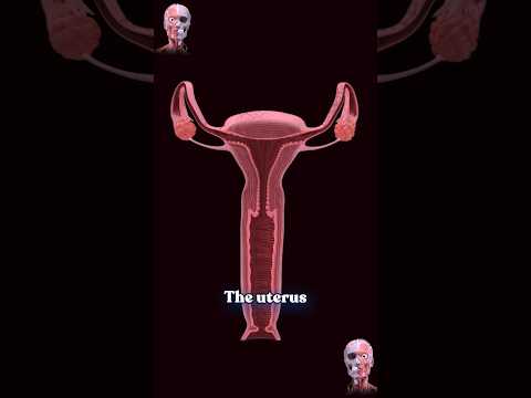 The uterus and vaginal canal inside  | like you've never seen it before ✨‍♀️