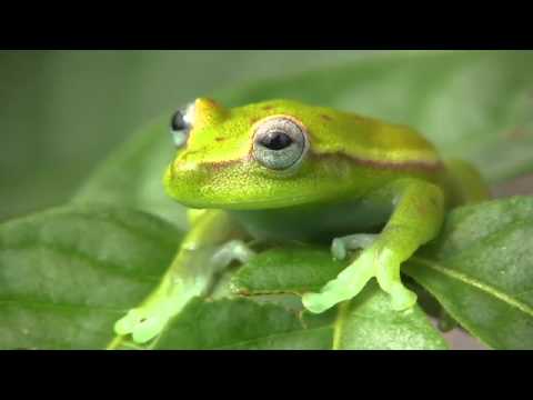 IUCN分類における絶滅の危険性を示す図。