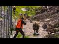 Intense Wild Boar Encounter HAJEB TAMCHACHAT 2025 PART 8