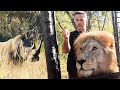 Rescued LION BROTHERS Meet Wild Rhino | The Lion Whisperer