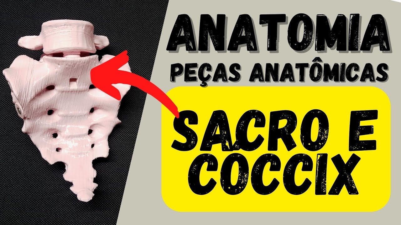 ANATOMIA  - Sacro e cóccix (peças anatômicas) - Acidentes ósseos!