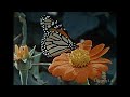1971 Survival In The Animal World