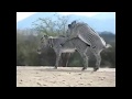 Massive Zebra Semen