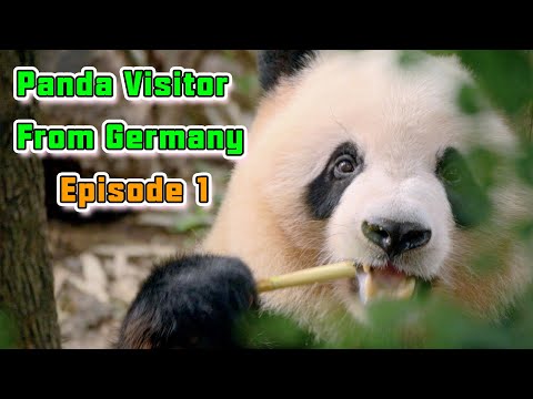 【Panda Visitor From Germany】Episode 1 Mystery Visitor In Chengdu Panda Base  | iPanda