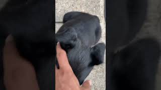 Beauceron Puppies Videos