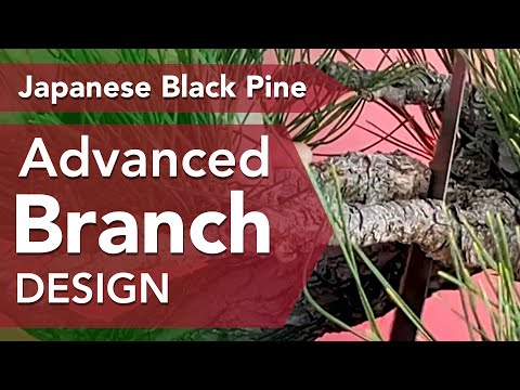 Bonsai Branch Styling of Japanese Black Pine - Year Three