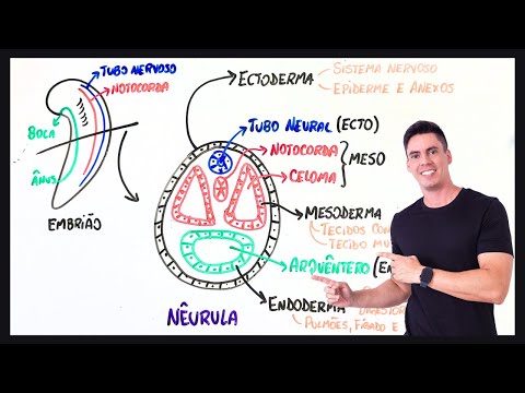 Summary Neurulation and Organogenesis - Embryology