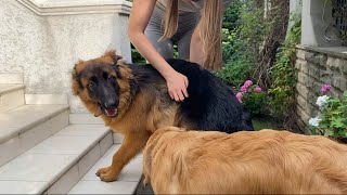 German Shepherd Puppy Cries Out Of Happiness After Being Apart From Owner
